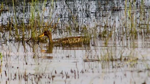 Duck exploring shallow water 4K 30fps