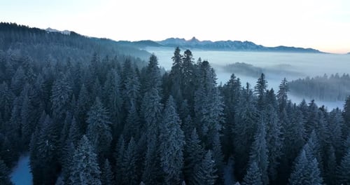 Paisagem enevoada da floresta de inverno capturada lindamente ao nascer do sol, uma cena tranquila para desfrutar