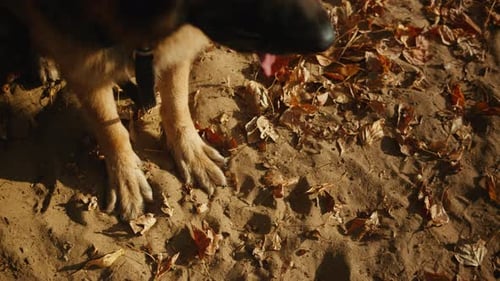 Closeup of German Shepherd Dog Portrait in the Autumn Park Purebred Dog Pet Walking in Forest
