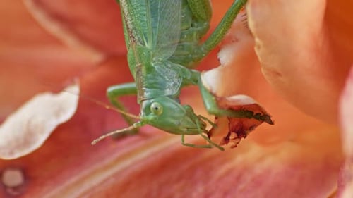 A close-up shot of a green great grasshopper head eating an orange blossoming flower. Static side vi