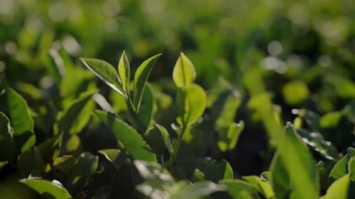 Green Tea Leaves Growing on Tea Plantation at Sunny Day