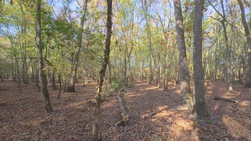 gimbal sliding forward, very smooth through the forest Colorful autumn in the mountain forest ocher
