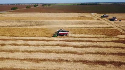 Aerial Drone View Combine Harvesters Working in Soybean Field on Sunset Harvesting Machine Driver