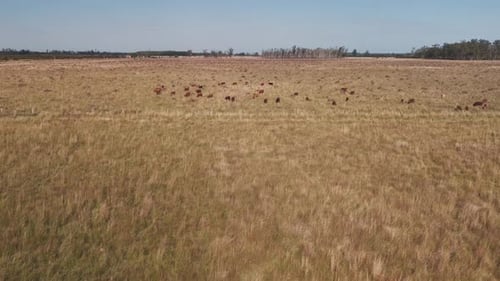 Weit herannahende Drohnenaufnahme einer Herde brauner Kühe, die beiläufig auf einer flachen Wiese auf einer Bri grasen