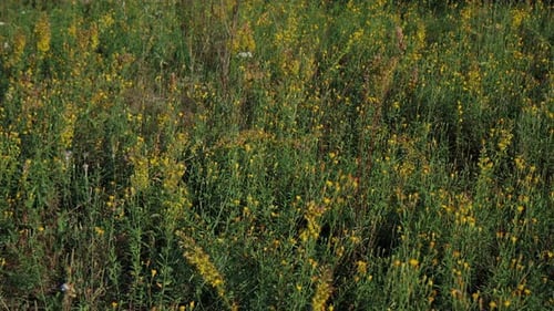 A close-up of vibrant yellow wildflowers blooming amidst green grass in a sunlit meadow