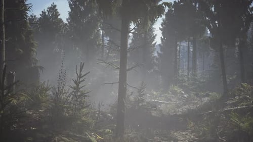 Pine and Spruce Tree Forest