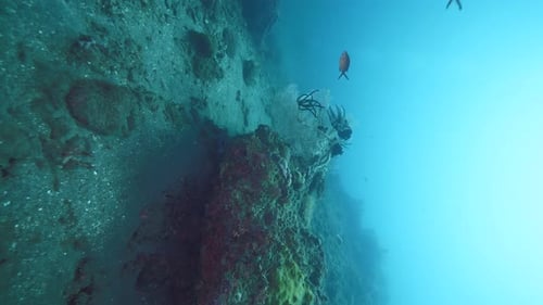 Vibrant Coral Reef teeming with Aquatic Wildlife