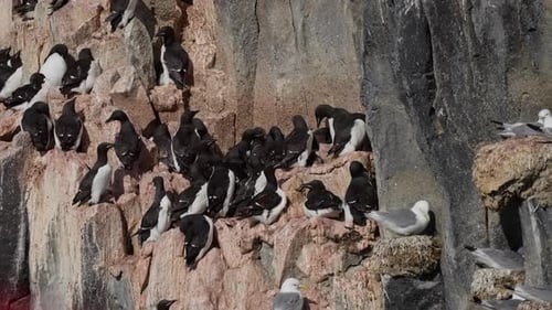 Dense Seabird Colony of Murres and Kittiwakes on Rugged Cliffs Adults Crowding Narrow Ledges During