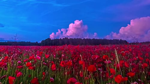 Timelapse of moving clouds above a dense forest at the background of a flower field