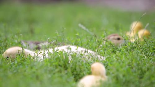 Big Ducks and Small Ducklings Feeding Outdoors in Farm Yard