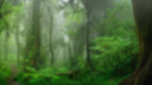 Jungle nature blurred background green flowers forest rainforest blur bokeh 4k backgrounds youtube