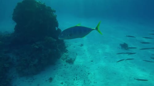 Caballo con manchas amarillas nadando en el agua sobre un fondo arenoso cerca de un arrecife de coral