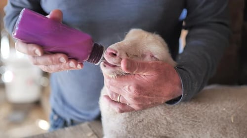 Close up of man feeding sick lamb from bottle at rural farm.