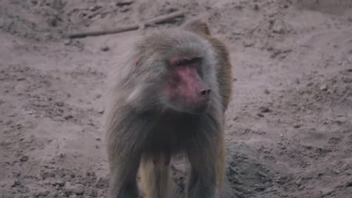 Chacma Baboon (Papio Ursinus) or Cape Baboon walking close-up view