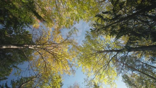 Looking up at tree branches and leaves of a forest canopy in autumn, rotating