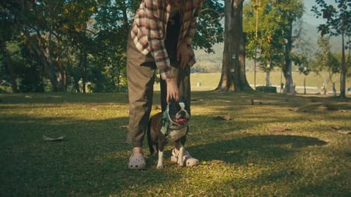 Woman Pets Dog in Grassy Area