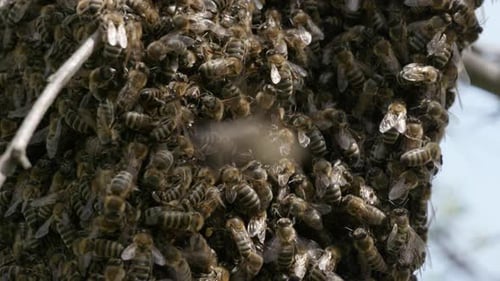 Close-up of excited honey bees on a tree trunk.