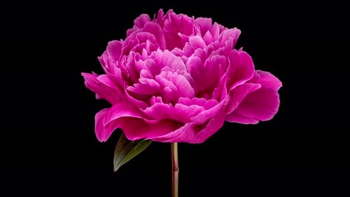 Blooming Pink Peony Flower on Black Background