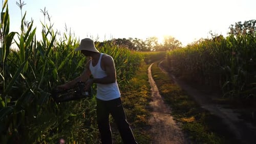 Male Farmer with Plastic Harvest Box Explores Green Corn Stems While Going at Field Young Handsome