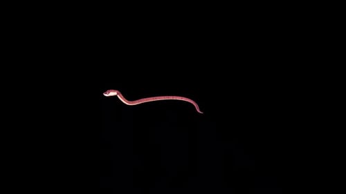 Snake Head Up Walk 3