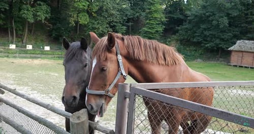Horses at the fence. Equestrian life on the farm.