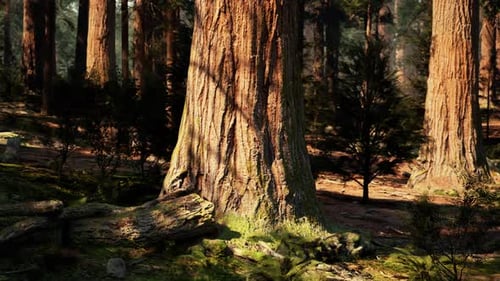 A Dense Forest with Towering Trees