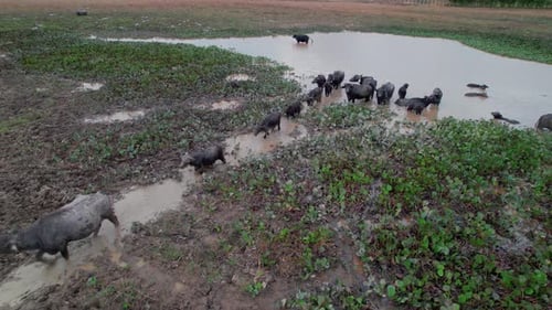 Aerial View of a Herd of Water Buffalo in a Muddy Field