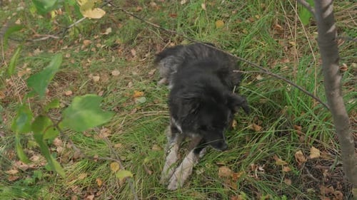 Chien noir reposant sur une pente herbeuse haletant doucement entouré de feuilles mortes et de broussailles calmes