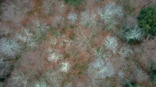 Imagens aéreas voando baixo sobre copas de árvores nuas e pinheiros e parando acima de um rio que flui para