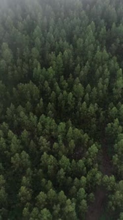 Vertical Video of Foggy Forest