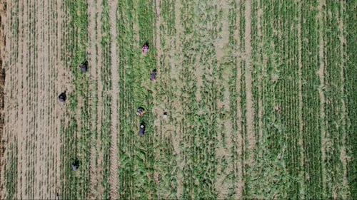 Farm Workers Aerial 02