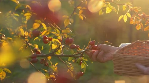Woman Picking Rosehips in Golden Light at Sunset