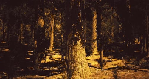 Sunlight Filtering Through Ancient Trees in a Serene Forest Setting