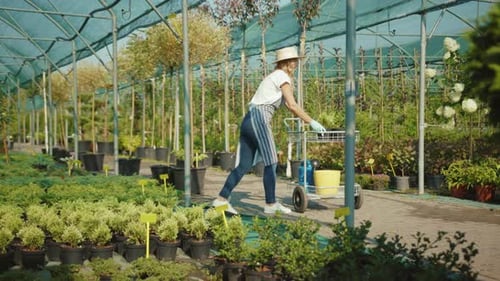 Woman Gardener Working in Greenhouse with Plants