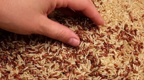 Une poignée de riz rouge sec et de riz brun long, gros plan, céréales versées en automne