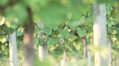 Defocus Leaves With Bunches Of Grapes At Background In The Vineyard. Selective Focus Shot