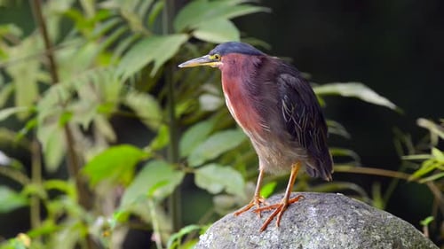 Green Heron standing by a water source in Costa Rica
