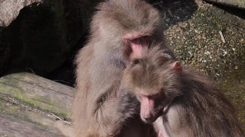 Baboons are grooming each other to maintain social contacts
