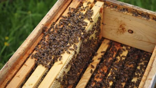 Bees Crawling Around Inside the Beehive