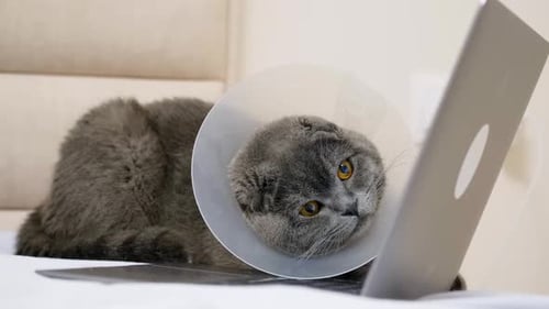 Gray Cat With a Cone Lying on Bed With Laptop