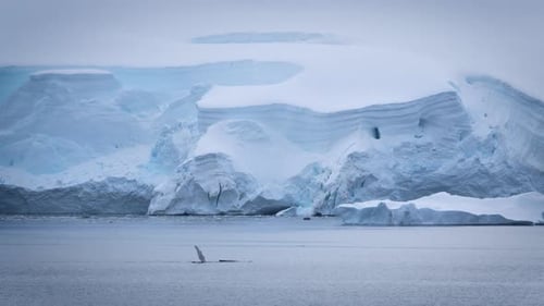 Humpback Whale Slaps Fin Several Times Breaches in Antarctica in front of Glacier Snow Wildlife Land