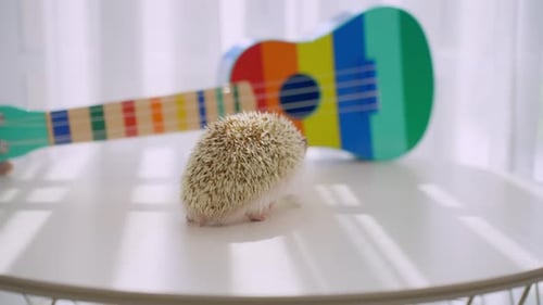 Curious Hedgehog Exploring Table with Toy Guitar