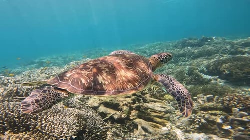 Sea Turtle Swims Underwater Near Coral Reef Clear Water of Philippines Allows you to Dive Into