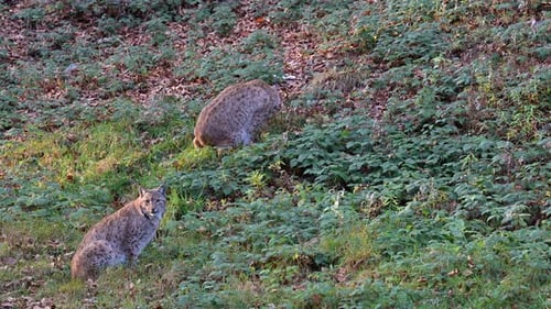 Eurasian Lynx ( Lynx lynx) one looking at camera and one eating grasses