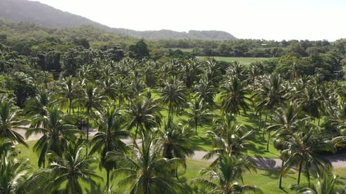Beautiful coconut tree fields view from above in a tropical location. Plantation of coconut for indu
