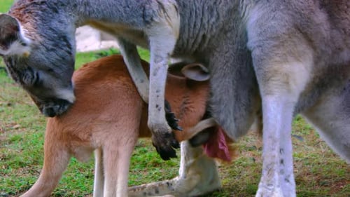 Baby Joey Kangaroo met sa tête dans la poche de sa mère et s'en va.