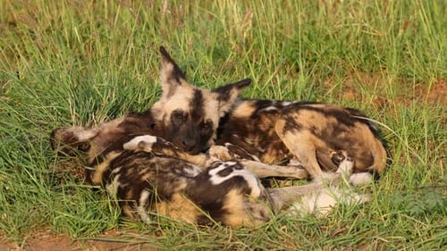 African Wild Dogs Resting In Natural Habitat