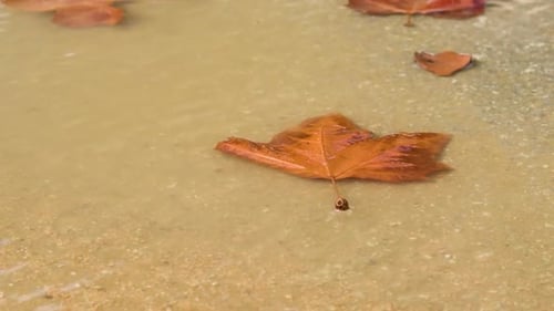 Dry leaf in a puddle on the ground after a light rain. Bad weather. Close up.
