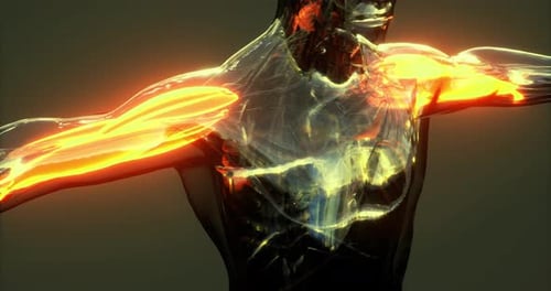 3D Rendered Human Musculature with Glowing Energy