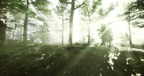 La lumière du soleil qui traverse la forêt brumeuse crée une atmosphère enchanteresse